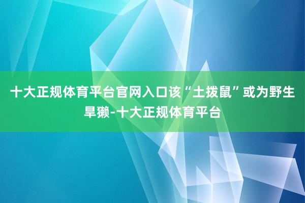 十大正规体育平台官网入口该“土拨鼠”或为野生旱獭-十大正规体育平台